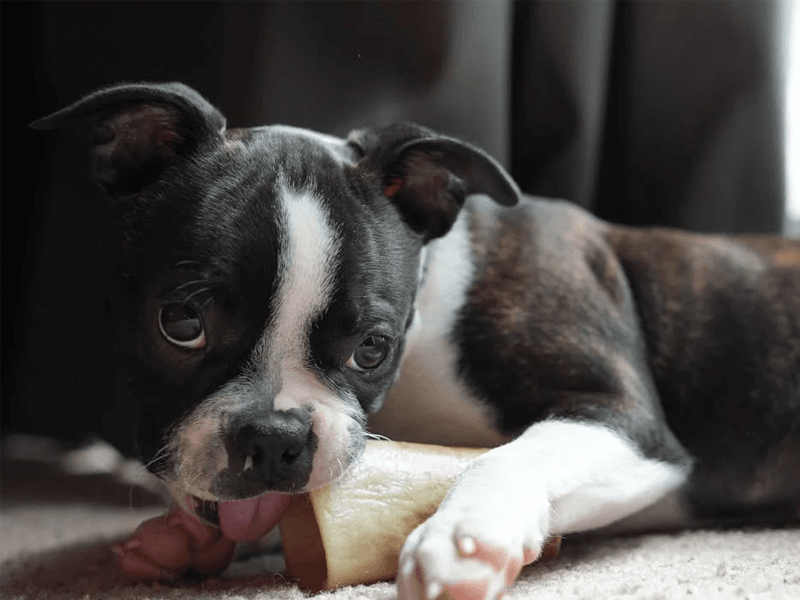 Friandises 100% naturelles - mastication