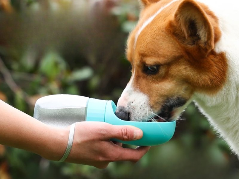 Gourde portable pour chien 300ml/500ml