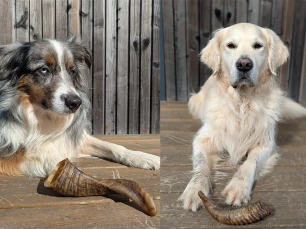 Mastication - Corne de mouton (250g)