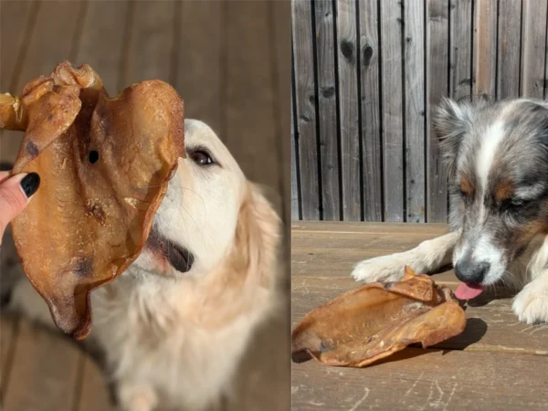 Mastication - Oreille de porc (100g)