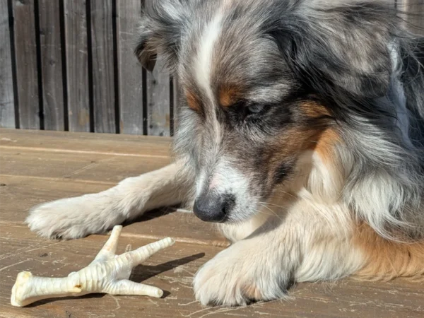 Friandise - Pattes de poulet soufflées (250g)