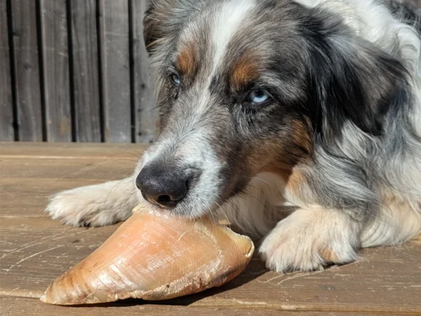 Mastication - Sabot de boeuf (100g)