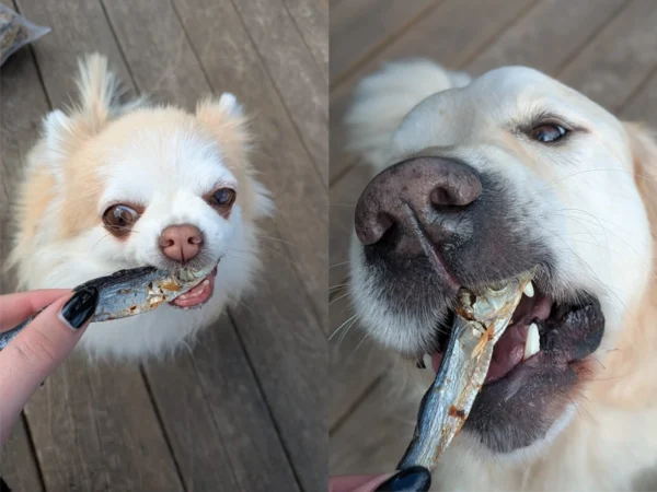 Friandise - Sprat Petit poisson séché (100g)