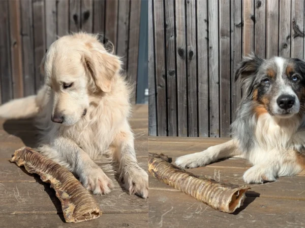 Mastication - Trachée de Boeuf (30cm)